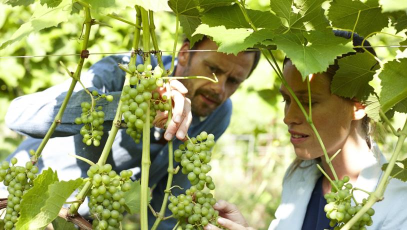 Par på Skaarupøre Vingaard ser på vinrankene