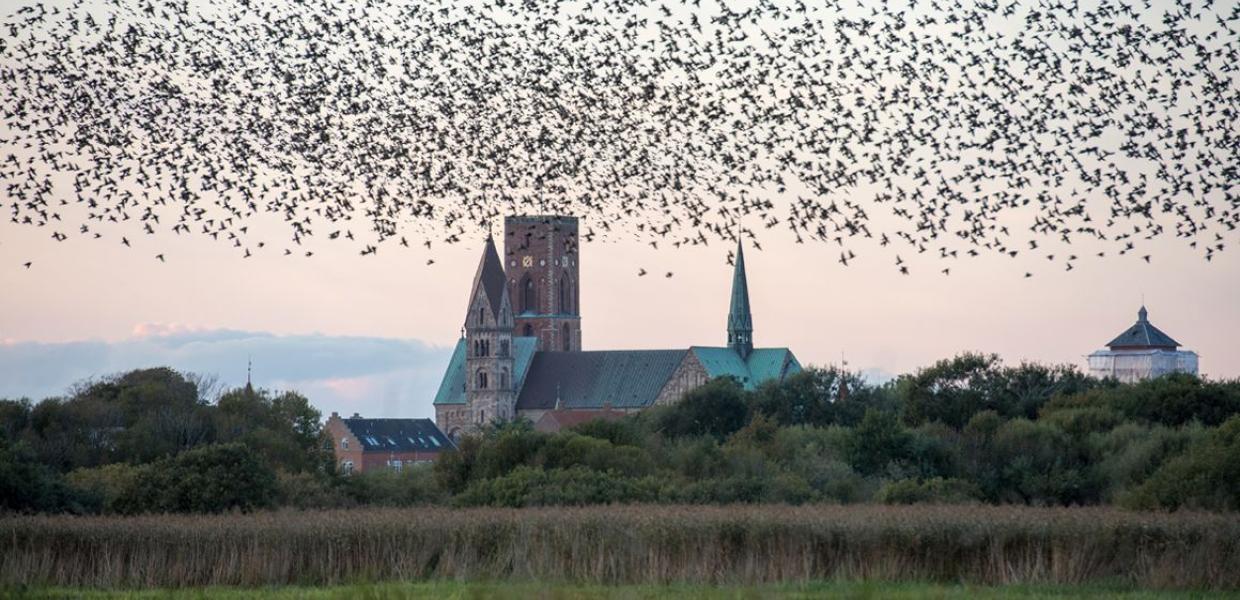 Ribe Cathedral