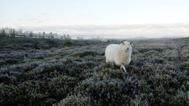 Schapen in de ochtendmist in Thy Nationaal Park in Denemarken