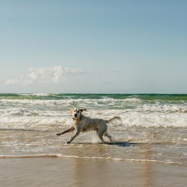 Dog at the beach of Løkken