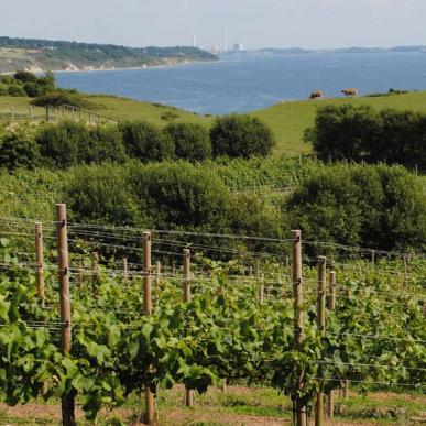 Weinreben vom Dyrehøj Weingut