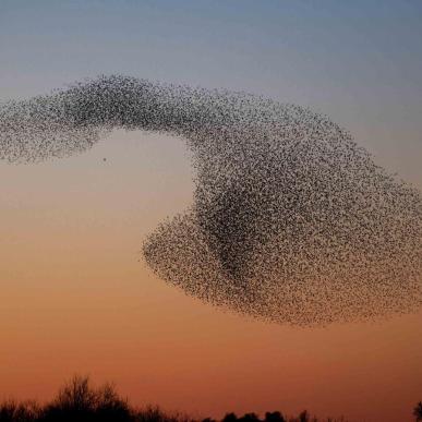 Sort Sol in Zuid-Jutland