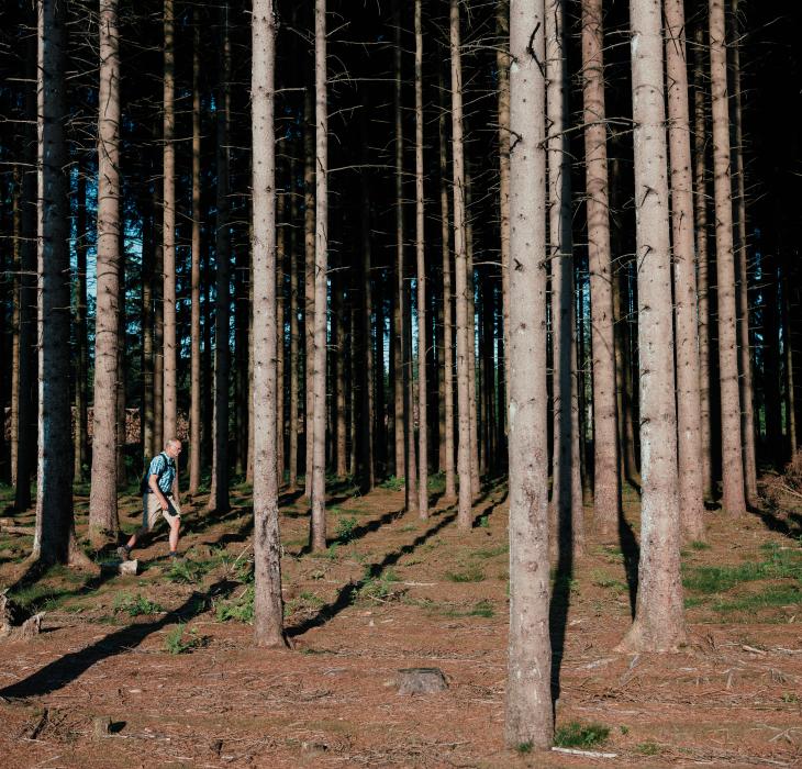 Man walking in the forest in Trekantområdet, Jutland